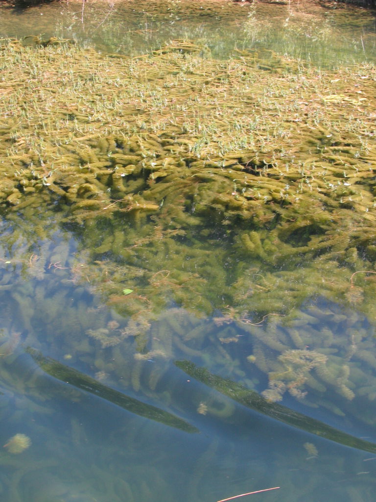 Seagrass french channels