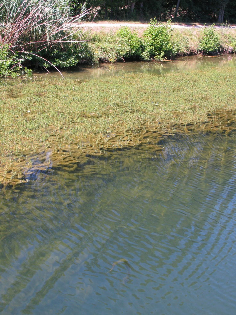 Seagrass french channel