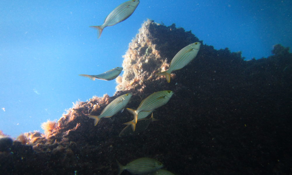 Sardinien over og under vandet